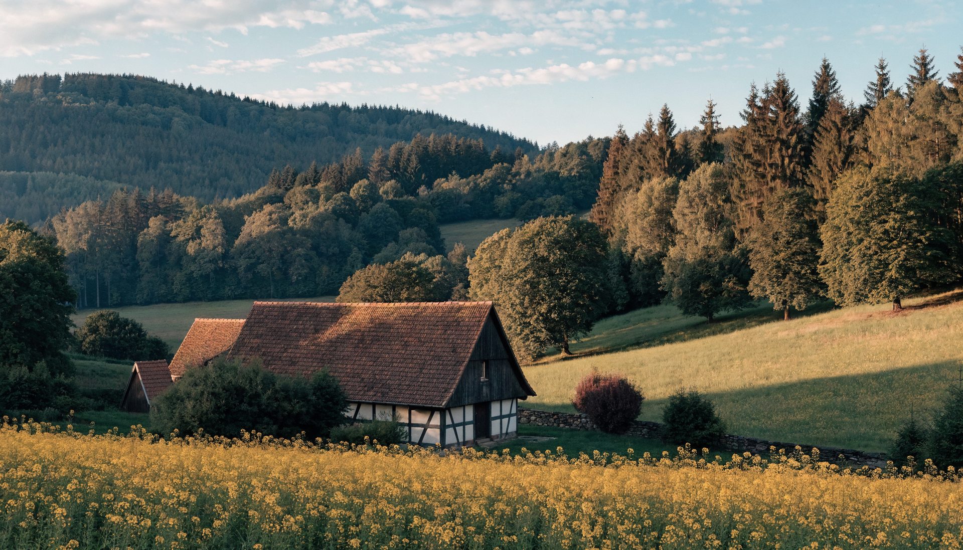 Hofgenuss Solling — Landschaft mit Senf-Feld